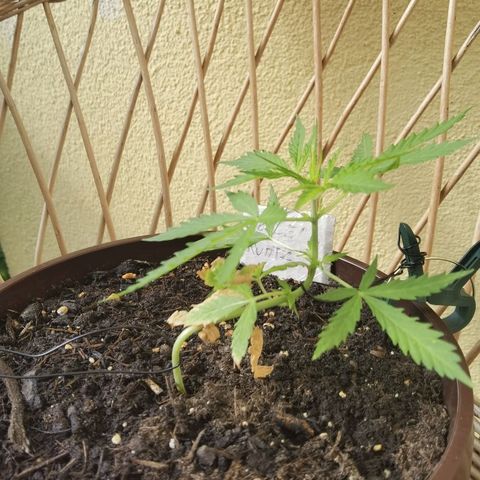 Royal runtz 3l growlog timeline photo