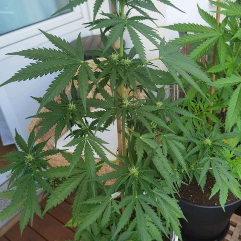 Apple fritter auto 8l growlog timeline photo