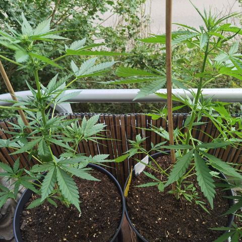 Royal Auto jack/runtz 11l growlog timeline photo