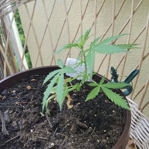 Royal runtz 3l growlog timeline photo