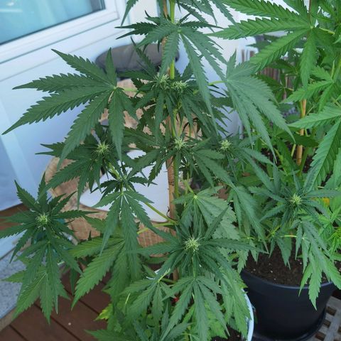 Apple fritter auto 8l growlog timeline photo