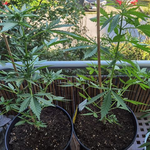 Royal Auto jack/runtz 11l growlog timeline photo