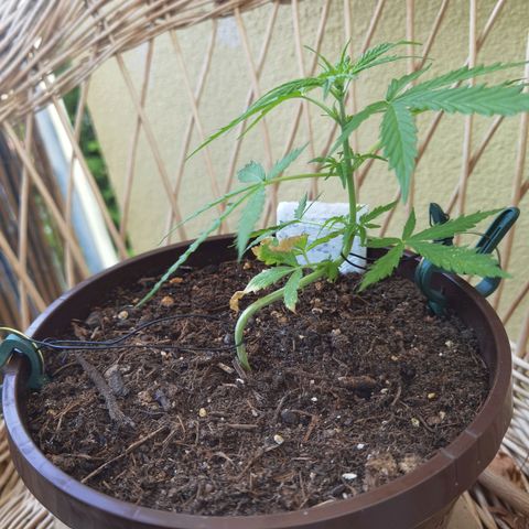 Royal runtz 3l growlog timeline photo
