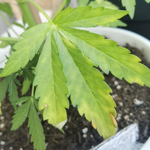 Apple fritter auto 8l growlog photo: Hm.. 