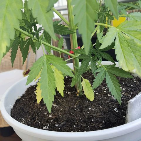 Apple fritter auto 8l growlog photo: Hm.. 