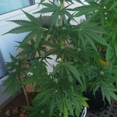 Apple fritter auto 8l growlog timeline photo