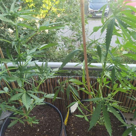 Royal Auto jack/runtz 11l growlog timeline photo