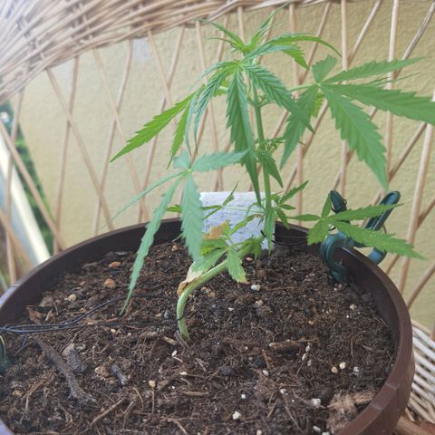 Royal runtz 3l growlog timeline photo