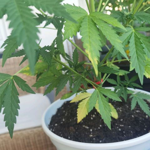 Apple fritter auto 8l growlog timeline photo