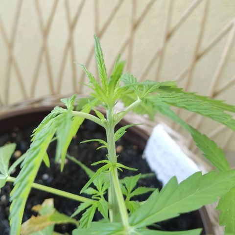 Royal runtz 3l growlog photo: Kleine Pflanze, kleine vorblüte. 