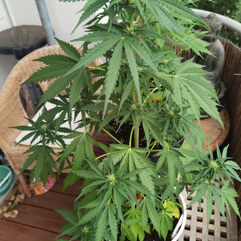 Apple fritter auto 8l growlog timeline photo