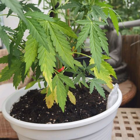 Apple fritter auto 8l growlog timeline photo
