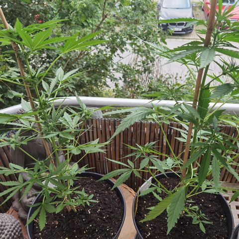 Royal Auto jack/runtz 11l growlog timeline photo