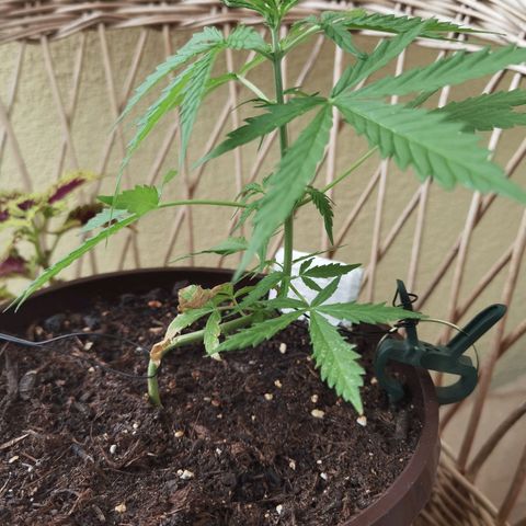 Royal runtz 3l growlog timeline photo