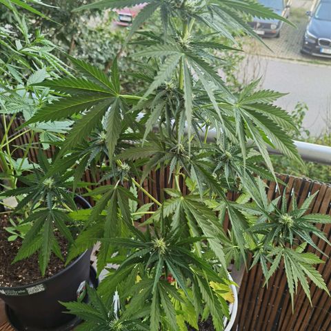 Apple fritter auto 8l growlog timeline photo