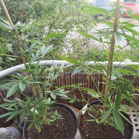 Royal Auto jack/runtz 11l growlog timeline photo