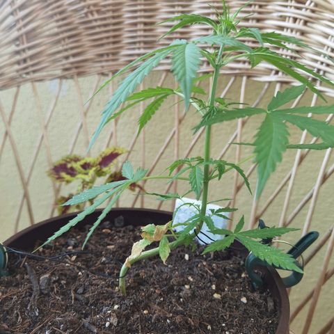 Royal runtz 3l growlog timeline photo