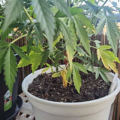 Apple fritter auto 8l growlog timeline photo