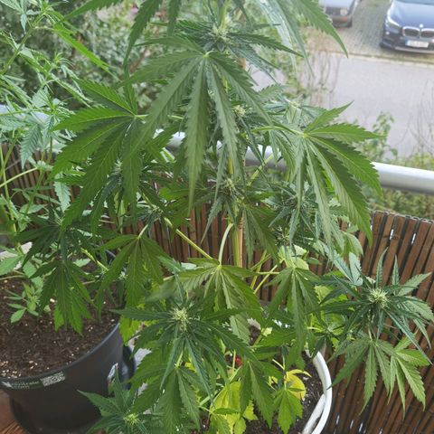 Apple fritter auto 8l growlog timeline photo