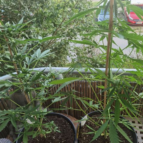Royal Auto jack/runtz 11l growlog timeline photo