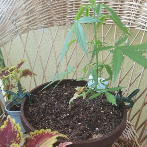 Royal runtz 3l growlog timeline photo