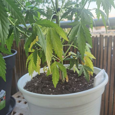 Apple fritter auto 8l growlog timeline photo