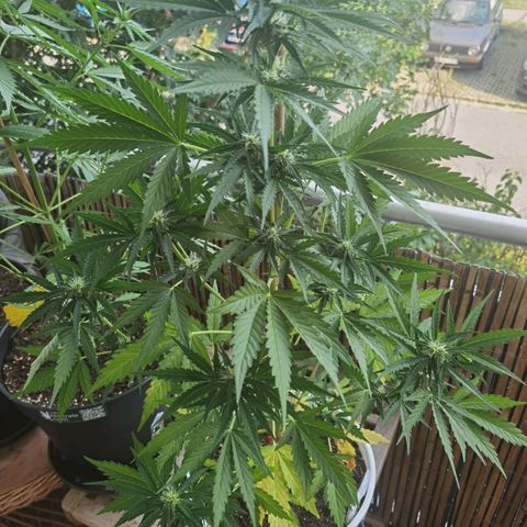 Apple fritter auto 8l growlog timeline photo