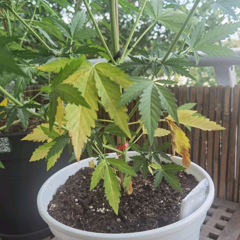 Apple fritter auto 8l growlog timeline photo