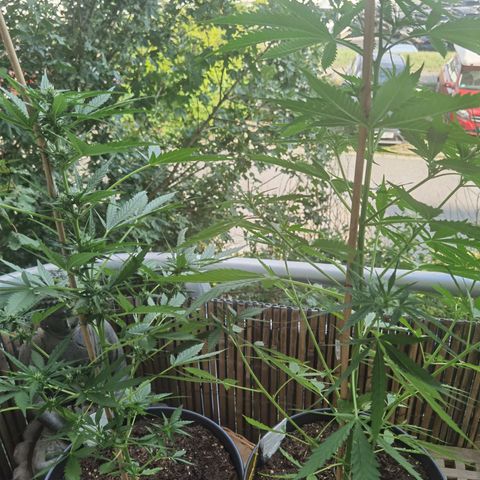 Royal Auto jack/runtz 11l growlog timeline photo