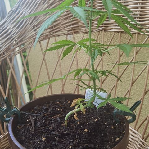 Royal runtz 3l growlog timeline photo