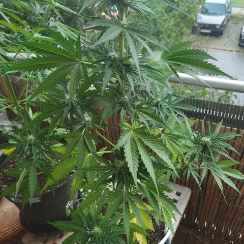 Apple fritter auto 8l growlog timeline photo