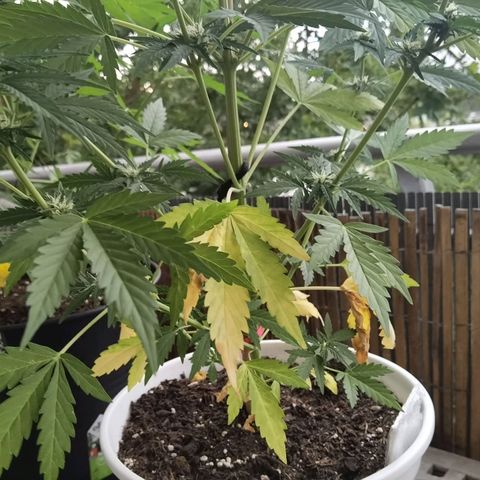 Apple fritter auto 8l growlog timeline photo
