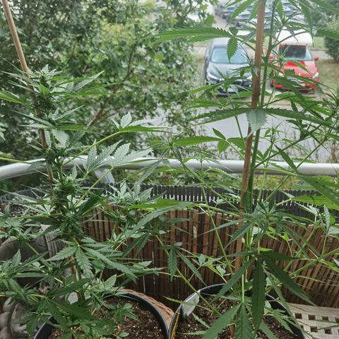 Royal Auto jack/runtz 11l growlog timeline photo