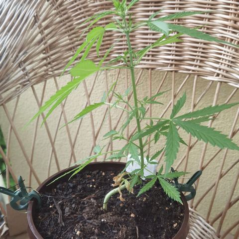 Royal runtz 3l growlog timeline photo