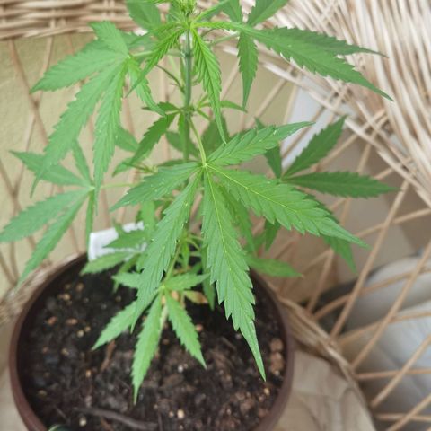 Royal runtz 3l growlog timeline photo