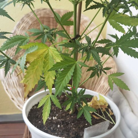Apple fritter auto 8l growlog photo: Nur das nötigste. ✂️