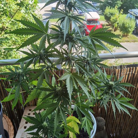 Apple fritter auto 8l growlog timeline photo