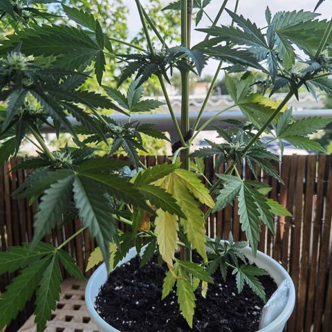 Apple fritter auto 8l growlog timeline photo