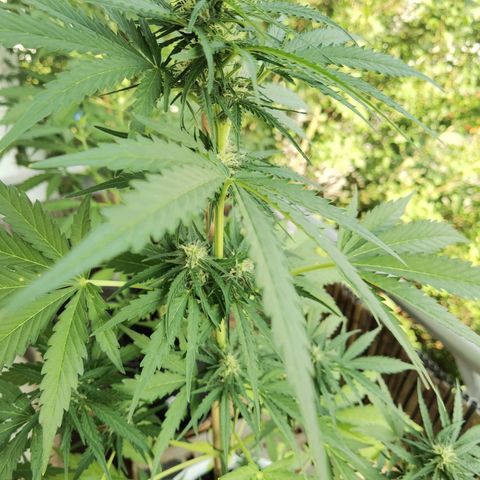 Apple fritter auto 8l growlog timeline photo