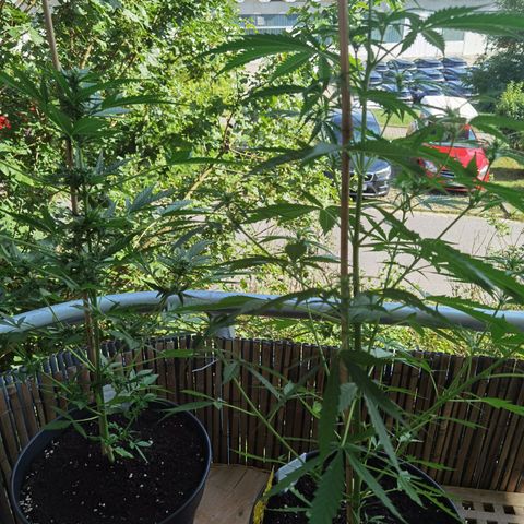 Royal Auto jack/runtz 11l growlog timeline photo