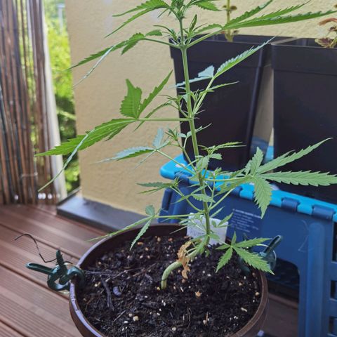 Royal runtz 3l growlog timeline photo