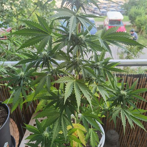 Apple fritter auto 8l growlog timeline photo