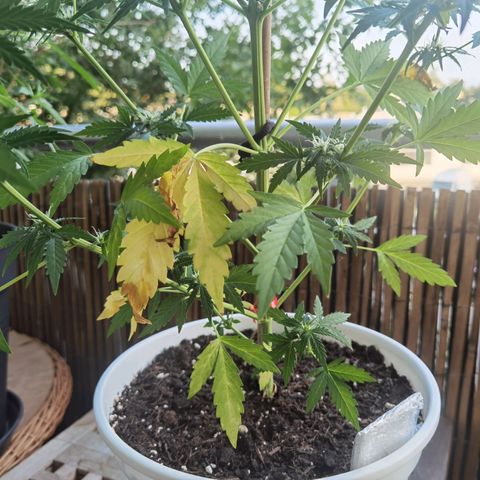 Apple fritter auto 8l growlog timeline photo