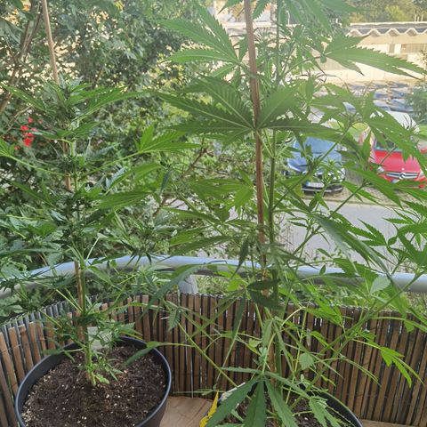 Royal Auto jack/runtz 11l growlog timeline photo