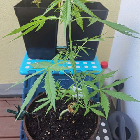 Royal runtz 3l growlog timeline photo