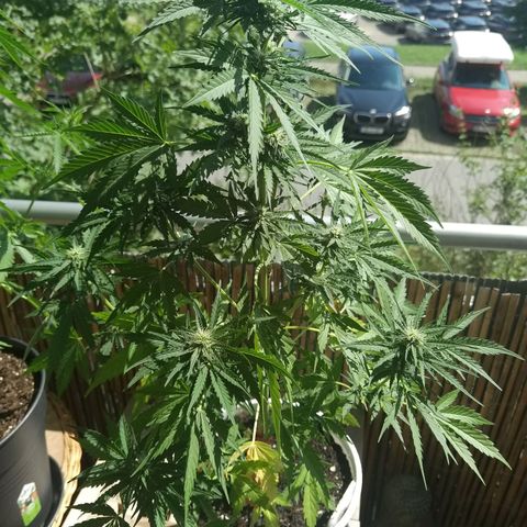 Apple fritter auto 8l growlog timeline photo