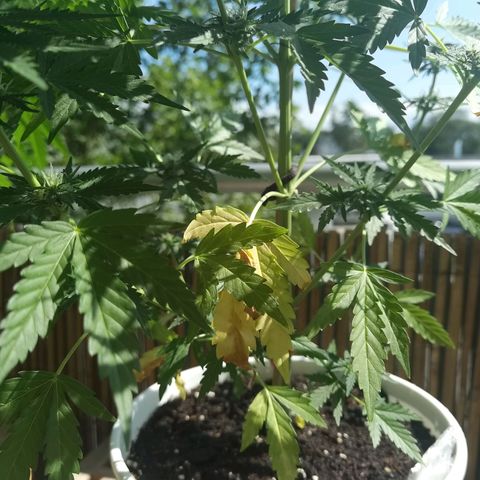 Apple fritter auto 8l growlog timeline photo