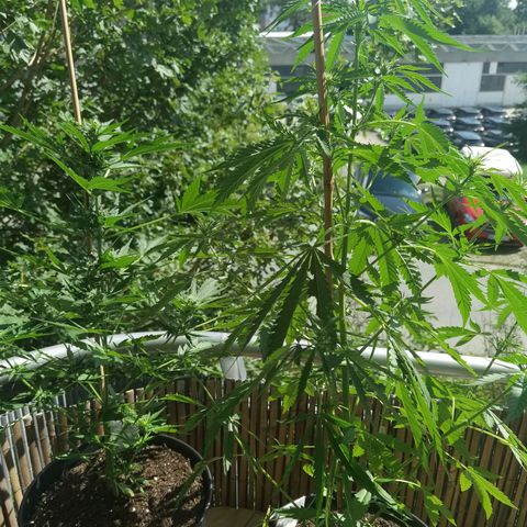Royal Auto jack/runtz 11l growlog timeline photo