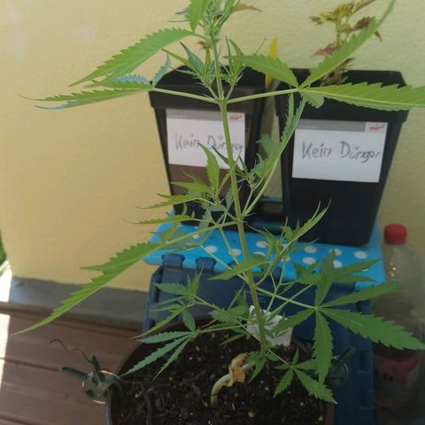 Royal runtz 3l growlog timeline photo