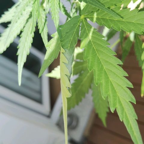 Apple fritter auto 8l growlog photo: Eine Spinne. Mal sehen ob sie Probleme macht, oder ob sie überhaupt noch da ist. 👀